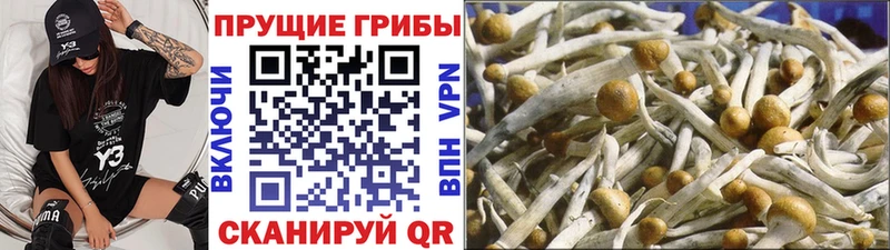 Псилоцибиновые грибы Magic Shrooms  Купить где  Кизилюрт 
